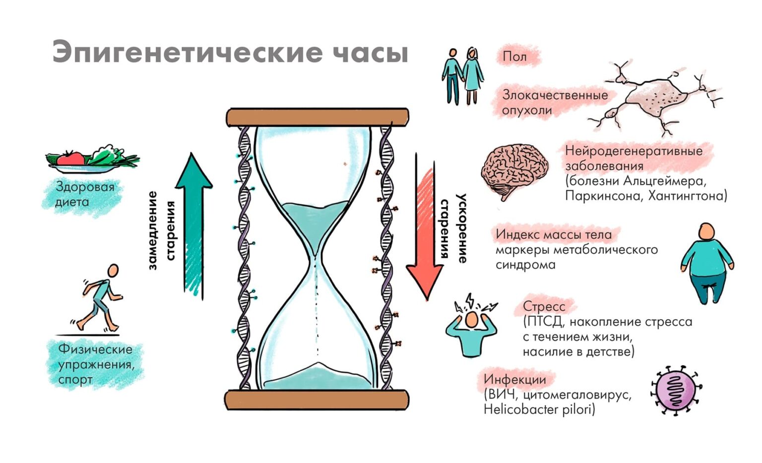 Эпигенетическая теория старения